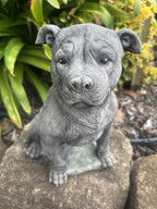 Front view concrete Staffordshire Bull Terrier garden statue outdoor cement dog ornament