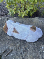 resin Cavalier King Charles Spaniel laying ornament with realistic white and brown fur detail