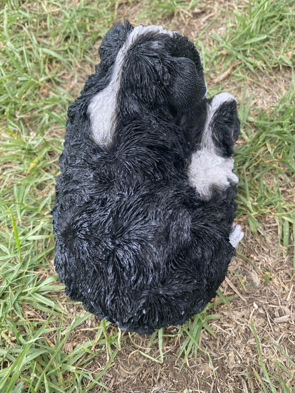 ABBYSSINIAN GUINEA PIG CAVY  ANIMAL GARDEN STATUE ORNAMENT FIGURINE BLACK COLOUR