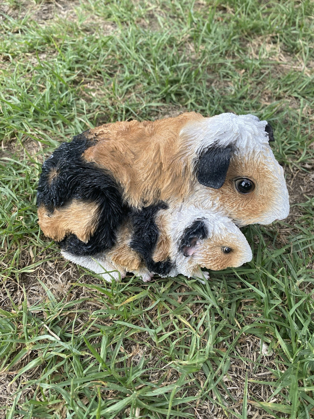ABYSSINIAN GUINEA PIG CAVY  ANIMAL GARDEN STATUE ORNAMENT FIGURINE TRI COLOUR