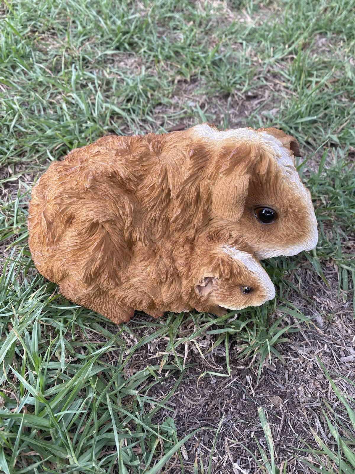 ABYSSINIAN GUINEA PIG CAVY  ANIMAL GARDEN STATUE ORNAMENT FIGURINE BROWN COLOUR