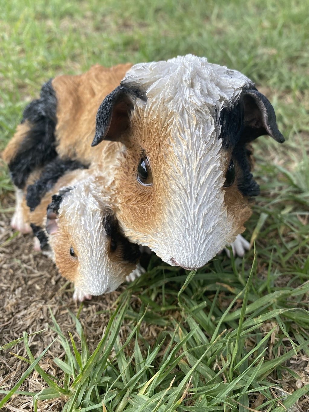 ABYSSINIAN GUINEA PIG CAVY  ANIMAL GARDEN STATUE ORNAMENT FIGURINE TRI COLOUR