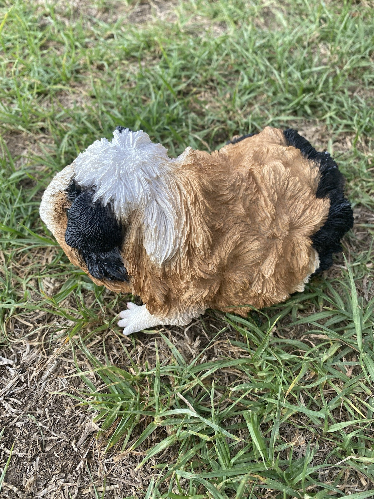 ABYSSINIAN GUINEA PIG CAVY  ANIMAL GARDEN STATUE ORNAMENT FIGURINE TRI COLOUR
