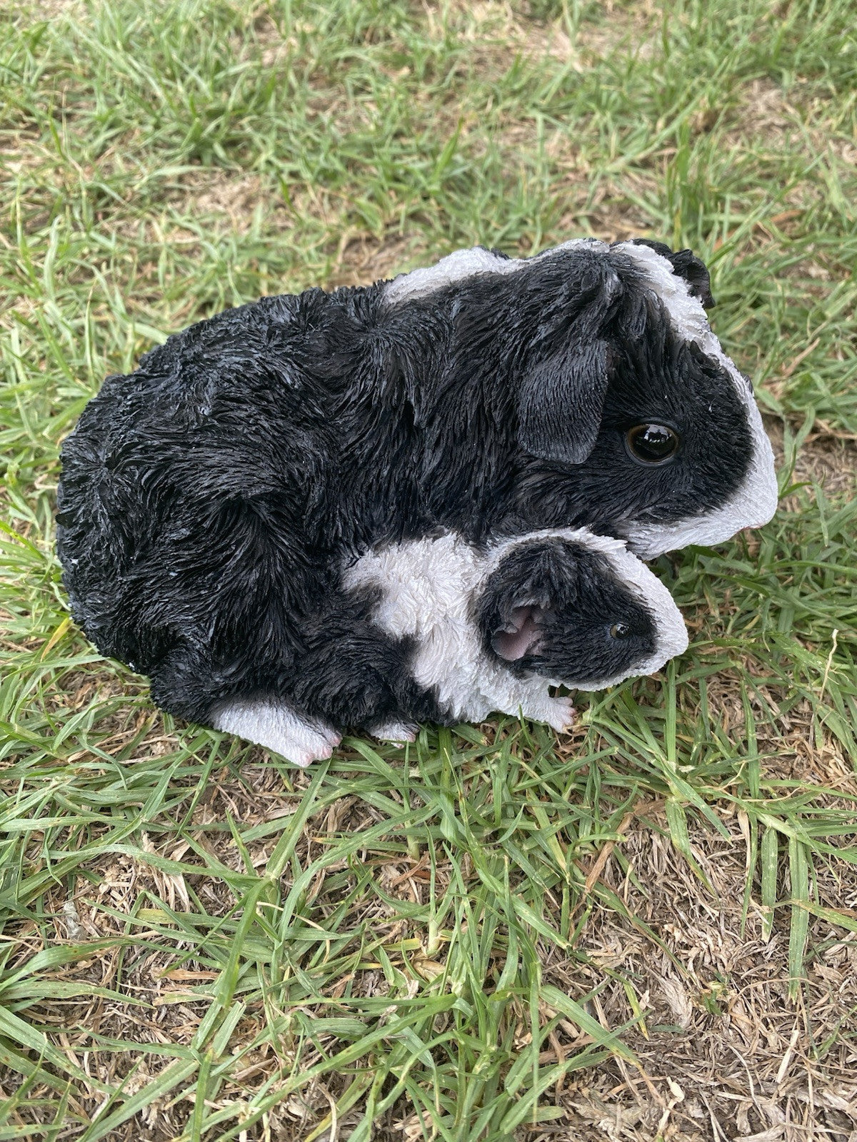 ABBYSSINIAN GUINEA PIG CAVY  ANIMAL GARDEN STATUE ORNAMENT FIGURINE BLACK COLOUR