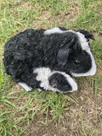 ABBYSSINIAN GUINEA PIG CAVY  ANIMAL GARDEN STATUE ORNAMENT FIGURINE BLACK COLOUR