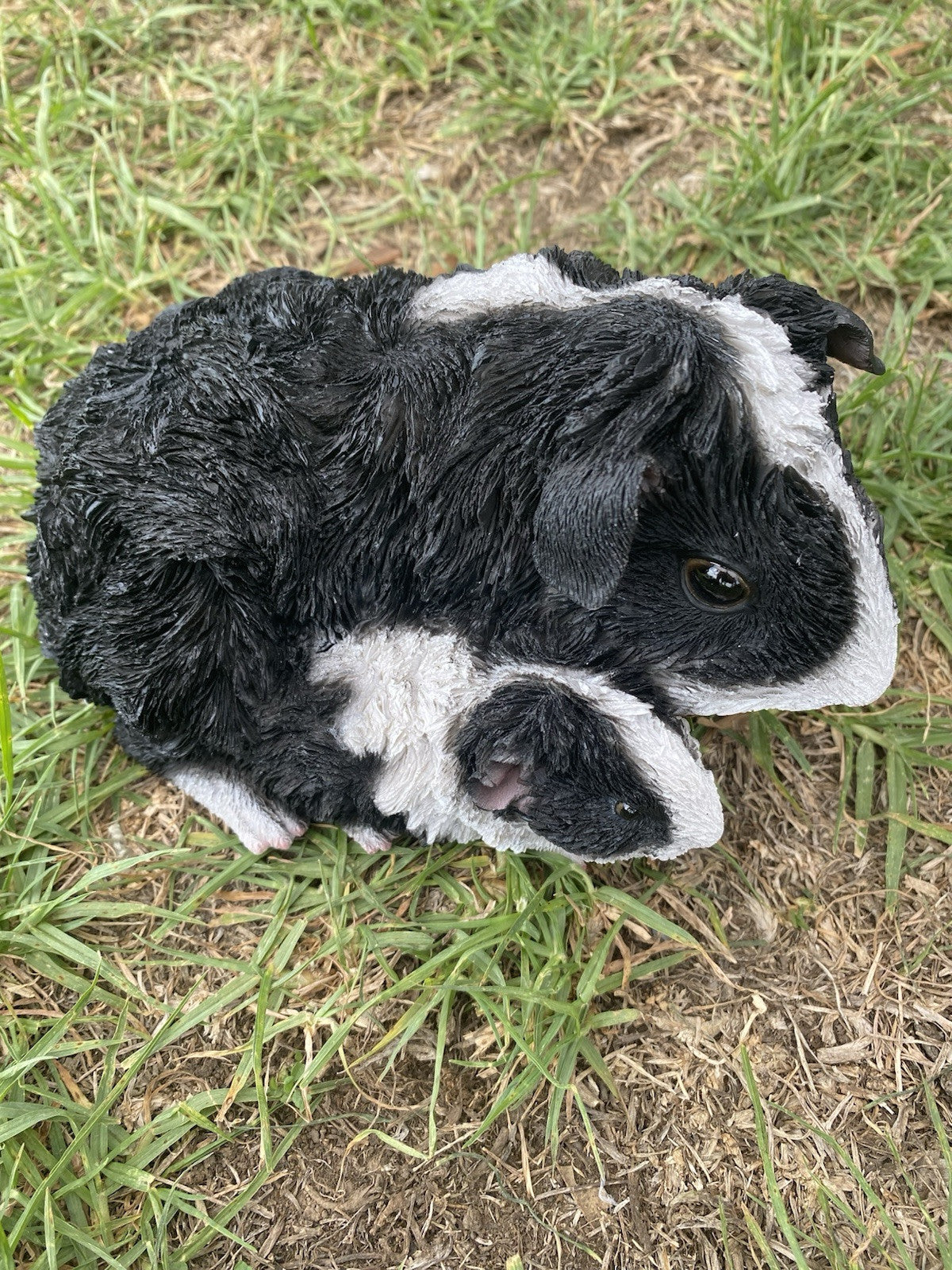ABBYSSINIAN GUINEA PIG CAVY  ANIMAL GARDEN STATUE ORNAMENT FIGURINE BLACK COLOUR