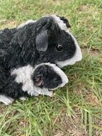 ABBYSSINIAN GUINEA PIG CAVY  ANIMAL GARDEN STATUE ORNAMENT FIGURINE BLACK COLOUR