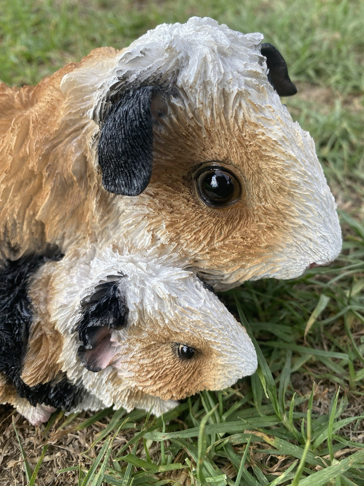 ABYSSINIAN GUINEA PIG CAVY  ANIMAL GARDEN STATUE ORNAMENT FIGURINE TRI COLOUR